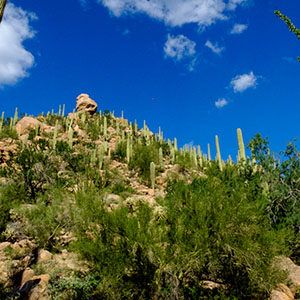 Saguaro National Park, Arizona