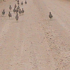 Strange Birds running